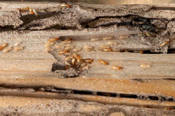 Best Exterminator Services  in Keary, NE
